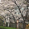 高瀬川沿いに佇むお店。春は桜を眺めながらお食事をお楽しみ頂けます！