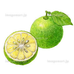 みかん／かぼす