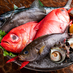 メニューは一例です。鎌倉・新島沖などの朝漁れの鮮度抜群の魚を中心に、旬のものを日替わりでご用意！