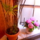 【インテリア】季節のお花や植物が多く店内に活けてあります。
