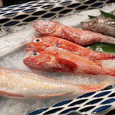 季節のお魚 中~大
