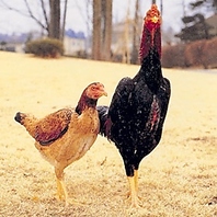 奥深い旨みが最大限に引き出された「東京しゃも」