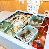 超新鮮な魚介あります！