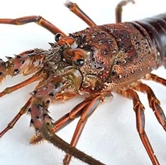 伊勢海老の鉄板焼き～予約制になります～