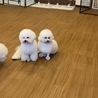 ドッグカフェ ルミナス 県庁前のおすすめポイント3