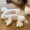 ドッグカフェ ルミナス 県庁前のおすすめポイント3