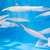 ひなっ子 西新店の雰囲気2