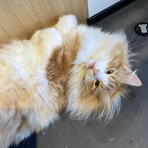 Cat&Animal Cafe Noah s Ark mAYA[N sّOX