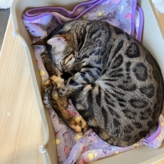 Cat&Animal Cafe Noah s Ark ノアズアーク 京都水族館前店の特集写真