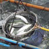 雄大な桜島を望む錦江湾は海の幸の宝庫。錦江湾でその日に水揚げされた市場直送の魚介も扱っております。