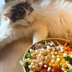 Cat&Animal Cafe Noah s Ark ノアズアーク 京都水族館前店の特集写真