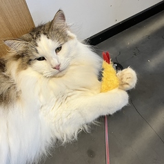 Cat&Animal Cafe Noah s Ark ノアズアーク 京都水族館前店の特集写真