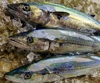 徳島県南宍喰産、鳴門産を中心に集める鮮魚