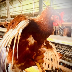 純国産鶏と地元食材