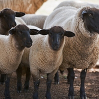 士別サフォーク