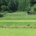 白米・しいたけ・栗・野菜色々を作っている山添村の畑