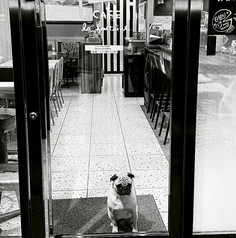 広々としたテーブル席は、ご友人やご家族、そして愛犬と一緒にゆっくりお食事を楽しめる人気のエリアです。落ち着いた空間で会話が弾む心地良さが魅力。お料理やドリンクを囲みながら、時間を忘れてくつろげるひとときをお過ごしください。