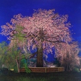 【店内の絵画】京都在住画家 吉川 博人 先生の精微なタッチの風景画の数々と共に、自然の力を感じながらお食事をお楽しみ頂けます。代表作「京都円山公園・枝垂れ桜」は個室でご覧いただけます。