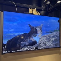 65inch大画面にて癒しの猫動画を毎日上映中!