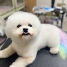 ドッグカフェ ルミナス 県庁前のコース写真