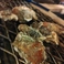 釧路町　特上焼き牡蛎 2個