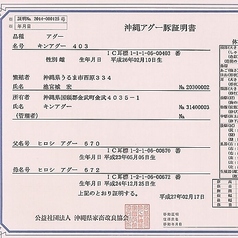 ■証明書発行の本物のアグー純血統種！