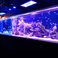 アクアリウム&BAR Numbar M ナンバーエムの画像