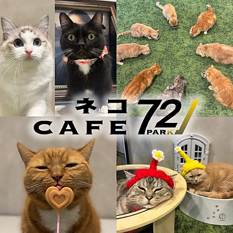 かわいい猫ちゃんが大集合♪心地良いアットホームな空間で癒しの時間を楽しめます！