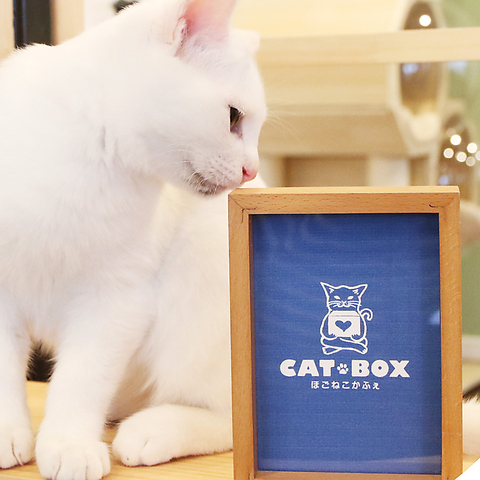 CATBOX ほごねこかふぇの写真