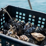 近隣に牡蠣の産地が多数ある豊かな環境を活かし、多彩で豪華な牡蠣料理をお召し上がりいただけます◎