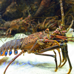 いさみ寿し北斎 松山本店のコース写真