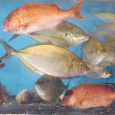 獲れたてのお魚を!!店内には生簀を設置しております。新鮮なお魚をどうぞお召し上がりください。