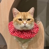 PARK72 ネコCAFEのおすすめポイント2