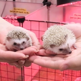 あうるぱーく フクロウカフェ 池袋西口のおすすめ料理2