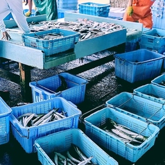 漁港から直送！鮮度抜群の朝獲れ地魚