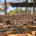 ワンちゃんがのびのびと走れるドッグランがあり、大型犬と小型犬のスペースが分離されているので安心