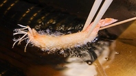 選りすぐりの旬の食材をサクサクの軽い衣で包む串揚げ