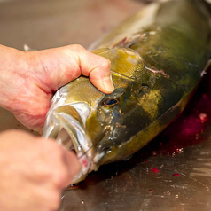 店内の生簀にいるその日の活魚を毎日神経〆して提供！