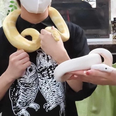 あうるぱーく フクロウカフェ 池袋西口のおすすめ料理1