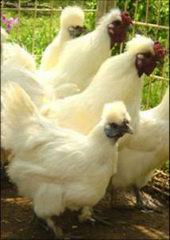 とり鉄 秋葉原昭和通り店 秋葉原 居酒屋 ホットペッパーグルメ