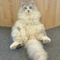 猫の気持ちをいちばんに考える猫カフェ