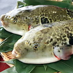 ※季節限定　天然ふぐ　てっちりコース