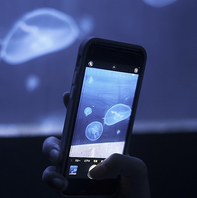 各席から見ることができる海月