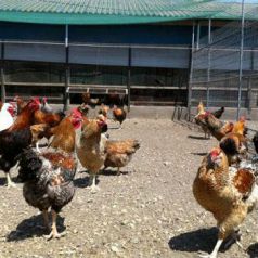 播鳥のこだわり！産地直送の『名古屋コーチン』