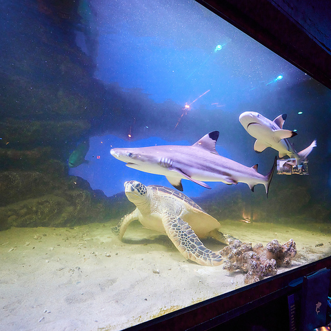 優雅に泳ぐウミガメと心に残るひと時を…♪神戸で一番映えるダイニングシーシャバー