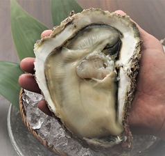 徳島産天然岩牡蠣