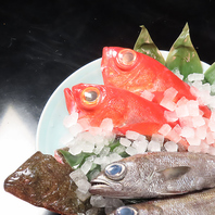 新鮮な静岡地魚を堪能♪