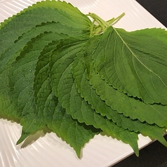 大葉