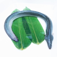 愛知県三河一式産うなぎを使用