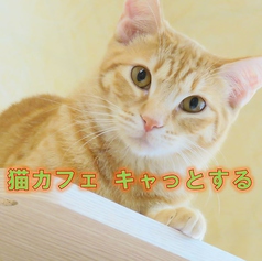 猫カフェ キャっとする 梅田東通り店